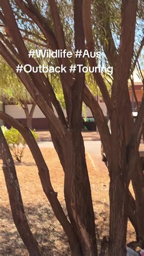 Exploring Australia's Outback Wildlife Adventures