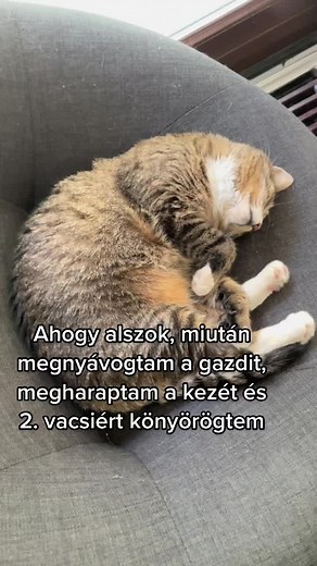 #sherry_the_cat #sherry #cherry #catsoftiktok #fy #fyba #fouryou #fyp #foryourpage #nekedbe #nekedbelegyen