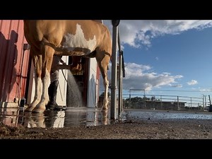How to clean a horse sheath!