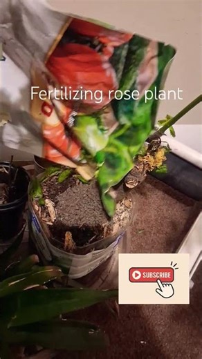 Day 1 Fertilizing Rose Plant