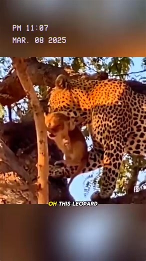 2.2K views · 26 reactions | The bold leopard. #wildanimals #animals #foryou | Extremely Funny Videos | Facebook