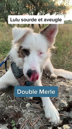 Éleveurs responsables : Ne reproduisez pas les chiens Merle