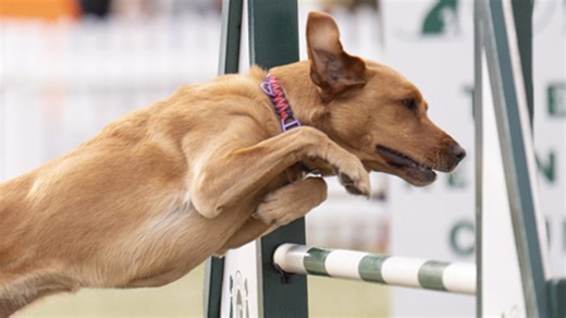 Watch: Labrador led to agility final by teen trainer