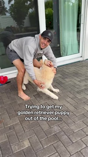 Golden Retriever Puppy Helping Fails: Funny Dog Moment