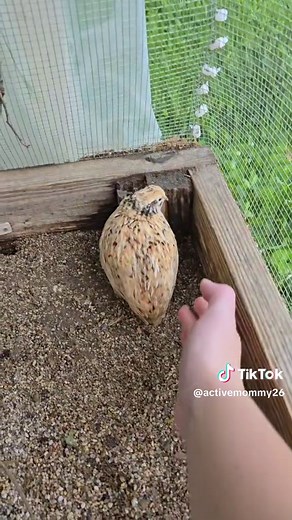 Quail Egg Hunt: Collecting 11 Fresh Quail Eggs