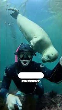 #AffectionateSeals: These intelligent and adorable animals trust humans 🐾
