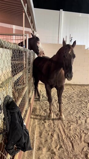 Mmmmm mmmm mmmm 🤣🐴 #funnytiktok #horsetok #horsesontiktok #horse #caballostiktok | Vanessa