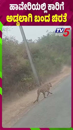 ಹಾವೇರಿಯಲ್ಲಿ ಮತ್ತೆ ಕಾಣಿಸಿಕೊಂಡ ಚಿರತೆ | Leopard Spotted On Road In Haveri District