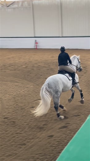 Bellwether Arctic Fox (Cogan) C2ID was back at the Ledges Winter Classic. We look forward to showing this winter with Hbg Equine and Anna Van Gilder. Cogan is available for breeding in the Spring. We are excited for his purebred and sporthorse foals in 2026. Contact us to learn more. #bellwetheririshdraughts #bellwetherarcticfox #ridstallionfoxglenhimself #irishdraughtstallion #irishdraughts #irishdraught #irishdraughtx #irishdraughtsporthorse #hbgequine #vangilderequine | Bellwether Irish Draug
