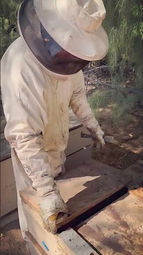 📲🐝 Download the Smart Bee App for FREE and take your beekeeping to the next level!#SmartBeeApp