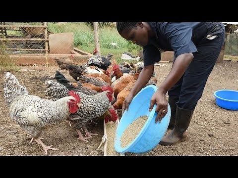 Boost Your Poultry Growth with Black Soldier Fly Larvae Feed