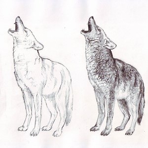 How to draw a Wolf, step by step ... | DRAWING PENCIL