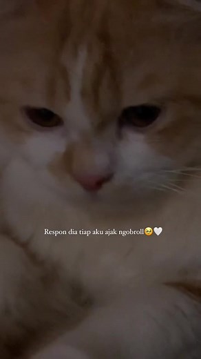 Only true cat lovers can understand this secret language 🥺💕 #cat #catlover #loveyou