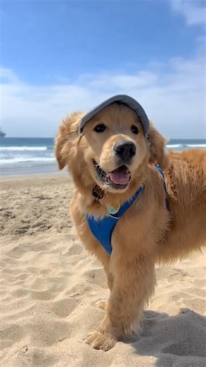 😳 Husky 🐺 vs Golden Retriever 🐕… Best Family Dog?