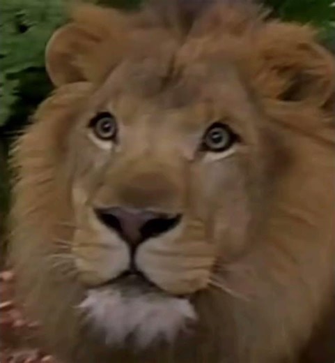 (George of The Jungle 1997) Lion's Roar 🦁🔊