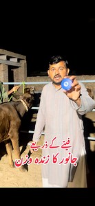 282K views · 3.7K reactions | Weight Measurements Tape Available #reelsviralシ #viralreelsシ #viralvideoシ #foryouシ #viral #viralvedio #viralpost | Vet.Dr.Mohsin | Facebook