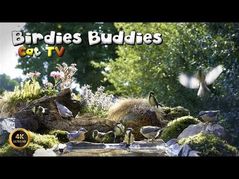 Cat TV for cats to watch 🐈 - Wings & Things By The Water Springs 🦜🌿 (4K)