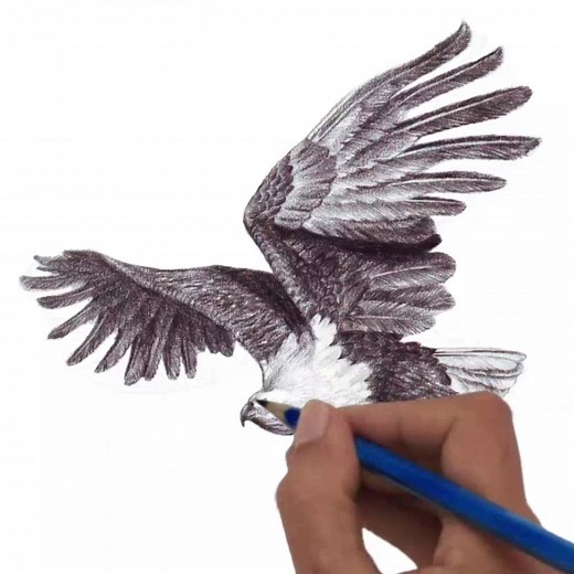 343K views · 10K reactions | How to Draw African Fish Eagle Step by step ... | DRAWING PENCIL | Facebook