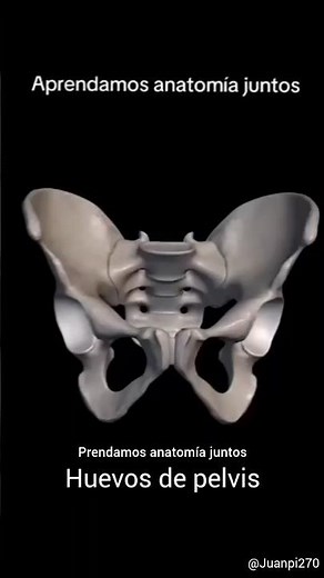 What are the components of the pelvis?