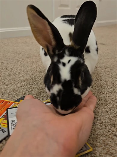 chonkachu #rabbit #bunny #pokemoncards #pokemon