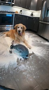 Golden and Rabbit The Clean Flour Disaster ☁️ | Just Something to Think About (Words of Inspiration) | Facebook