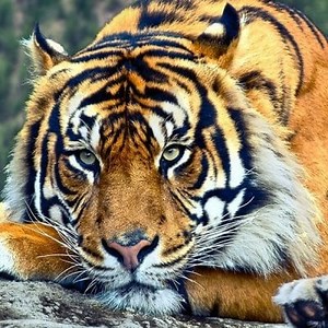 La Tigre: caratteristiche, cibo, tipologie e altro ▷➡️ Postposmo