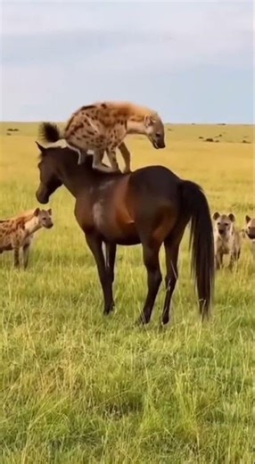 One Hyena Mounts A Horse On The Savannah Under The Gaze Of Its Pack