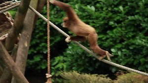 Lar gibbon monkey sitting, walking over rope and swinging in zoo Premium Stock Video Footage