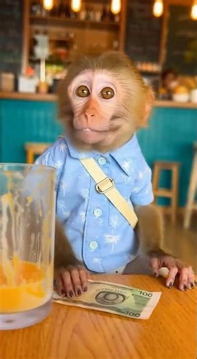 "Monkey Mango Shake Enjoy & Funny Teeth Moment 🐒🥭😂"