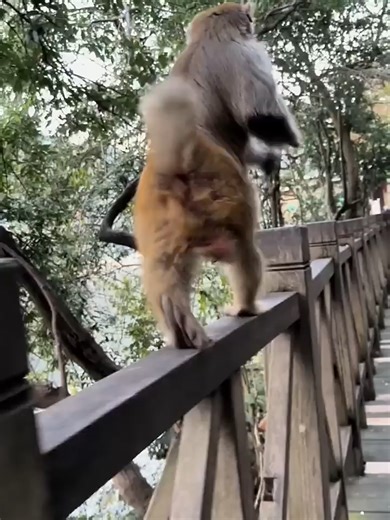 How excited monkey is