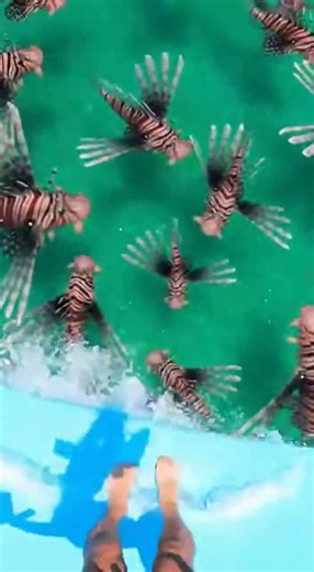 Waterslide into pool full of giant fish #funny #memes