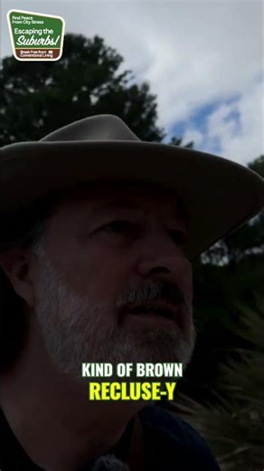 Spider ID: Spotting a Brown Recluse vs. Southern House Spider #shorts