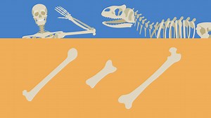 The Skeletal System | sofatutor.com