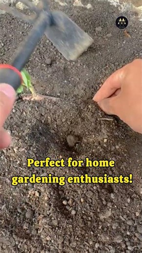 Amazing Plant Growth From Soil to Sprout! 🌱 #shorts