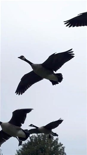 Geese Flying & Honking at the Same Time 🪿🔊