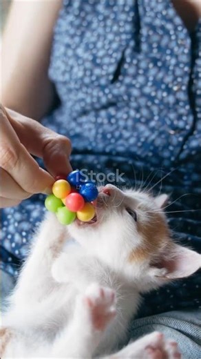 DIY Squishy Cat: Fluff It Out!#squishy #catcute #cute #diy #cat