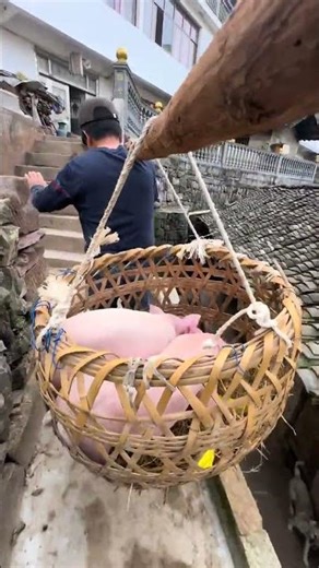 The Pig Lift Challenge: Can You Do It