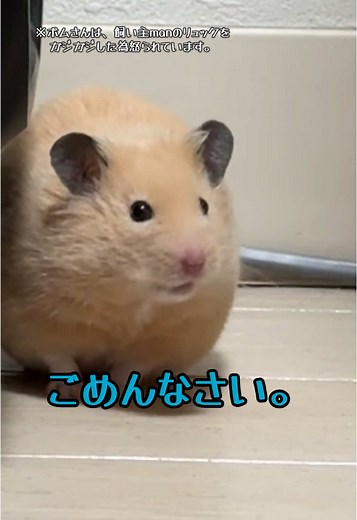 ポムの反省と愛情の謝罪