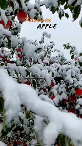 1.1M views · 32K reactions | We Provide Best Tour & Transport Pakages...