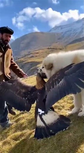 Pyrenean Mountain Dog — the gentle white guardian of the Pyrenees 🏔️🐾