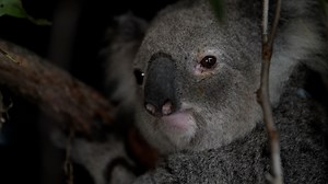 RAW VIDEO: Koalas Go Home To The Wild After Undergoing Chlamydia Treatment