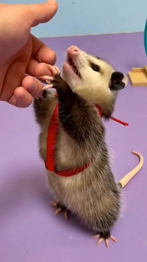 50K views · 2K reactions | So cute Opossum Baby 殺 #opossum #possum #wildlife #fblifestyle | Possum American | Facebook