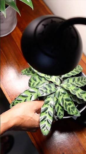 LED Growlights for Plants