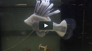scientists develop robotic fish that uses hydraulic blood to swim for 36 hours