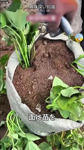 袋でサツマイモ栽培！？都会派の賢い農業 |興味深い知識