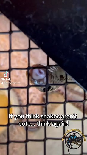 If you know someone that think snakes aren't cute, please share this reel with them. They need to know just how stinkin' adorable they can be! 🐍🥰 We hope this made you smile today. 😊 #thursdaythoughts #snake #snakes #boop #cute #curious #cuteanimals #cutepets #pets #funnypets #funnyanimals #smile #moodbooster | The Tye-Dyed Iguana