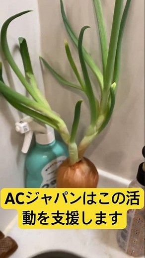 玉ねぎの栽培に成功しました