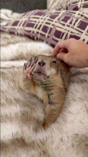 BIIIG stretch and belly rubs for Poppy the Prairie Dog 🤗