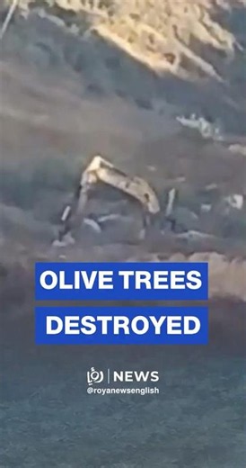 ‘Israeli’ settlers bulldoze farmland, uproot olive trees near Nablus