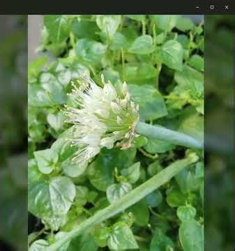 Hoa đẹp thêm lựa chọn | Hoa hành loài hoa đẹp | add the option to view beautiful flowers